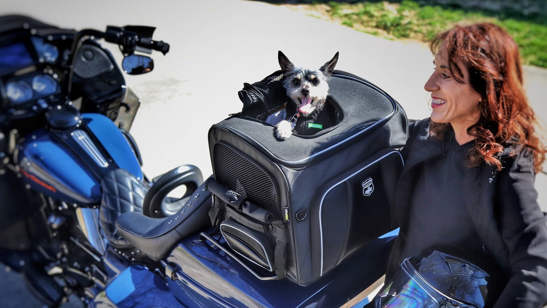 Motorcycle Dog Carrier - Top 5 Best Picks!