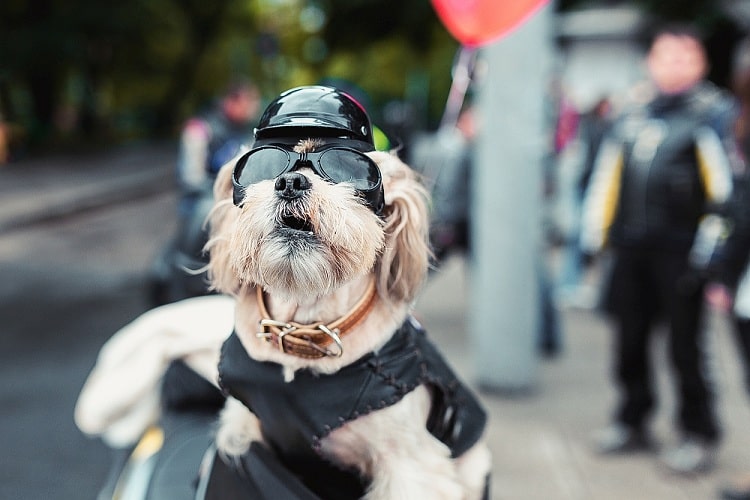 What To Look For In Dog Motorcycle Helmets?