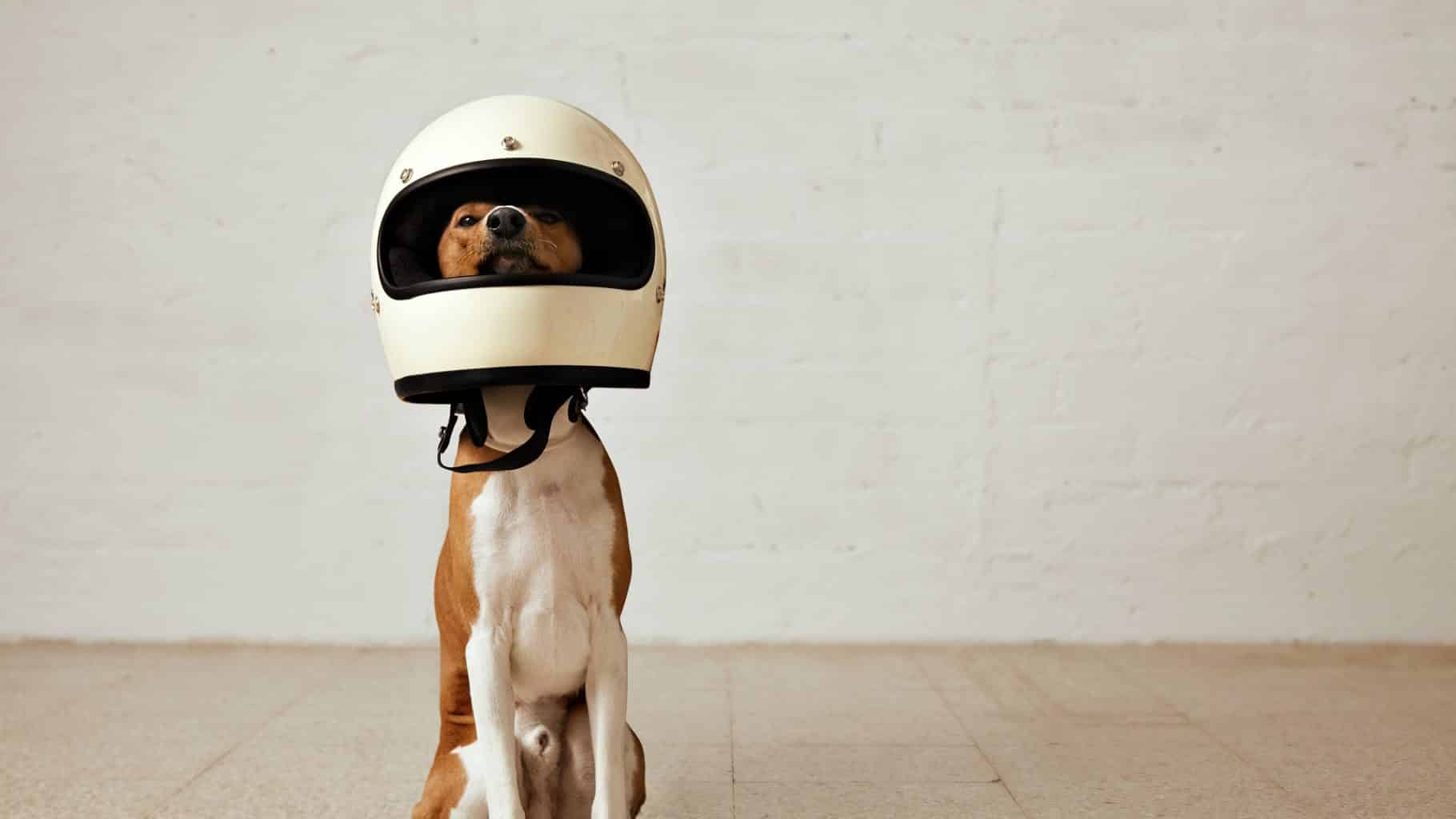 Best Dog Motorcycle Helmet - Top 3 Best Picks!