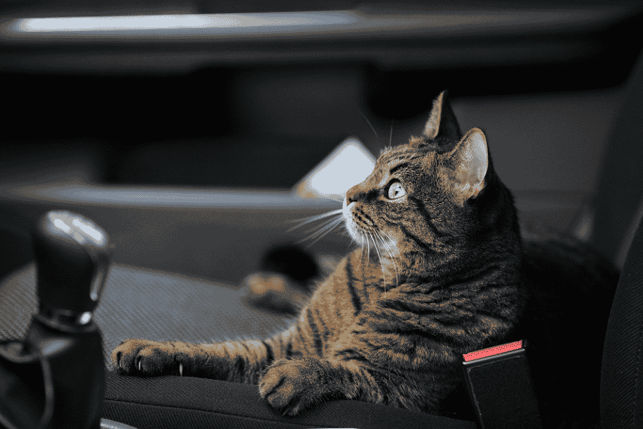 cat scratches on car - image from pixabay by Raindom