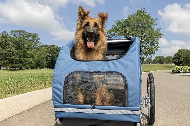 Motorcycle Dog Carrier - Top 5 Best Picks!